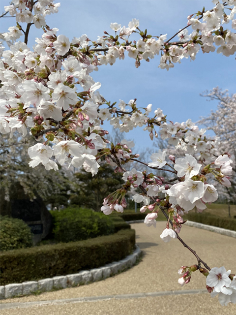 因幡千本桜