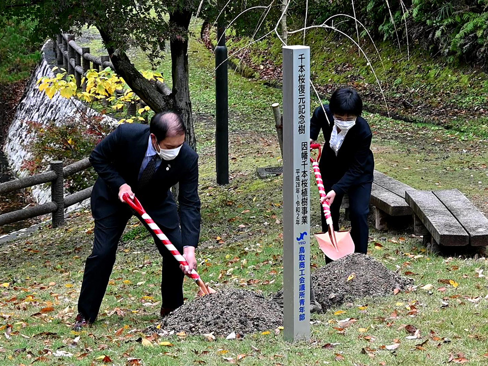 因幡千本桜の活動