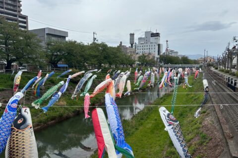 袋川こいのぼり掲揚・撤去作業を実施しました